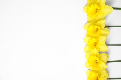 Photo of Composition with daffodils on white background, top view. Fresh spring flowers