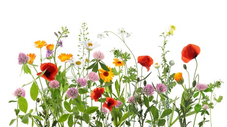 Image of Colorful meadow flowers on white background, banner design