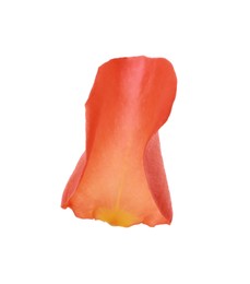 Photo of Beautiful pale red rose petal isolated on white