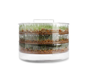 Photo of Fresh wheat grass in sprouter on white background
