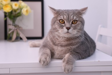 Photo of Cute Scottish straight cat lying on white table at home