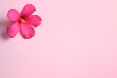 Photo of Beautiful tropical Hibiscus flower on color background with space for design, top view