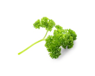 Photo of Fresh green curly parsley on white background