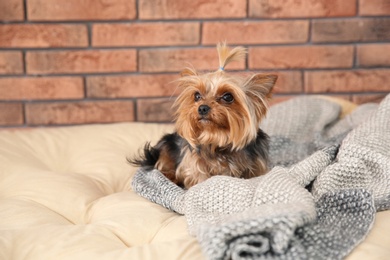 Photo of Yorkshire terrier on pet bed against brick wall, space for text. Happy dog