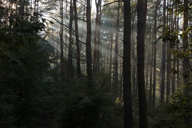 Photo of Majestic view of forest with sunbeams shining through trees in morning