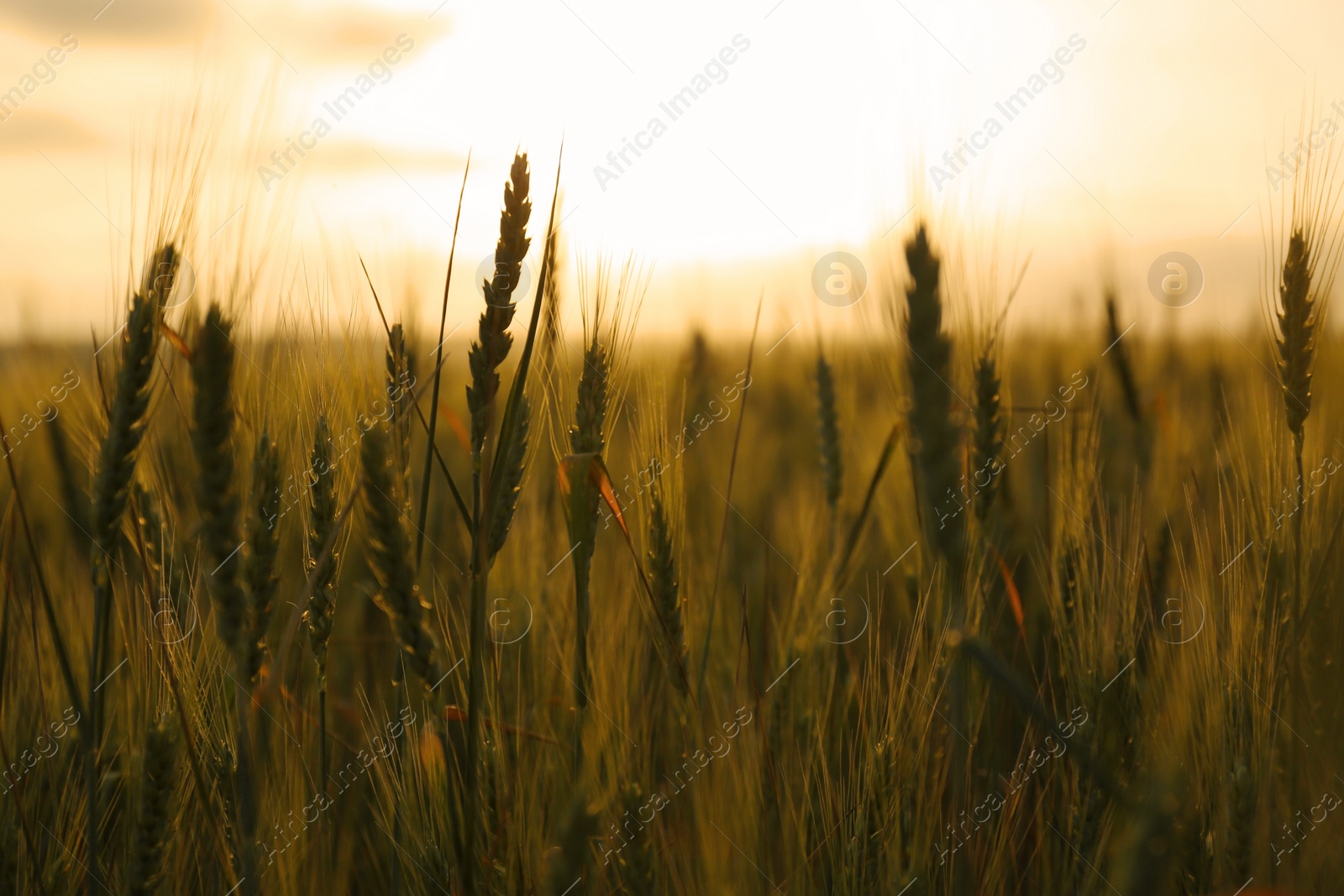 Wheat field at sunset. Amazing nature in summer Photo of Wheat field at sunset. Amazing nature in summer