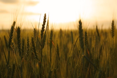 Photo of Wheat field at sunset. Amazing nature in summer