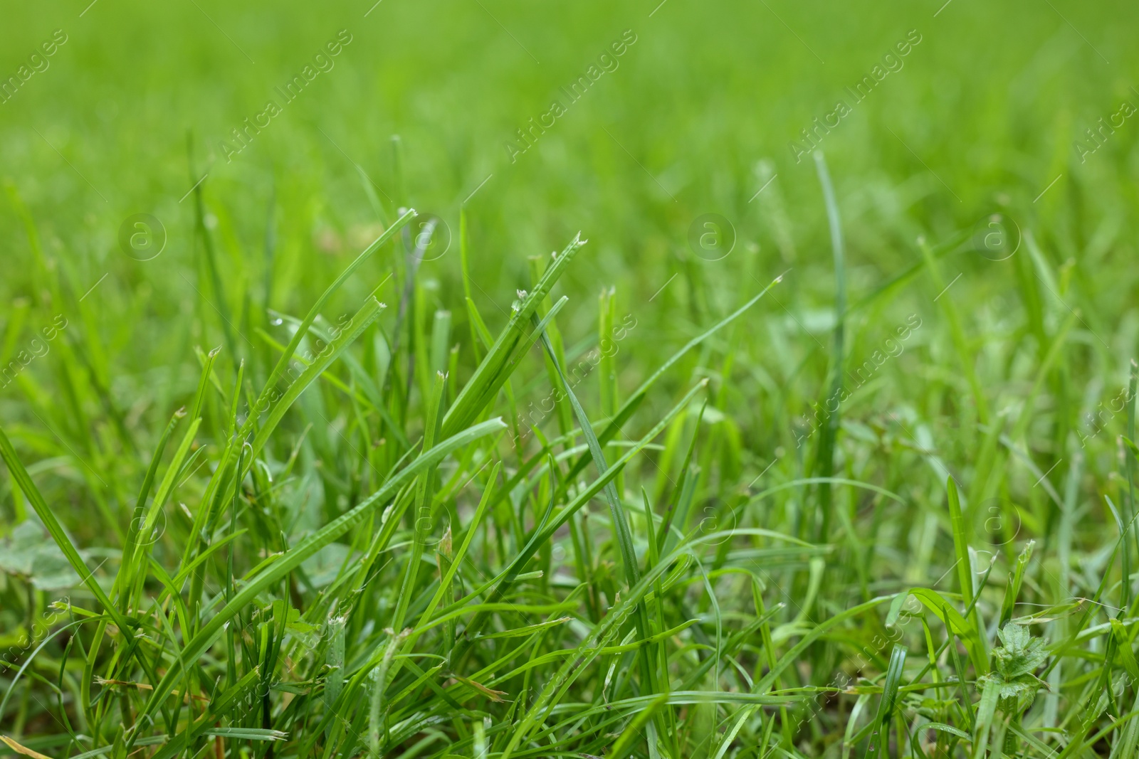 Photo of Fresh green grass growing outdoors in summer, closeup