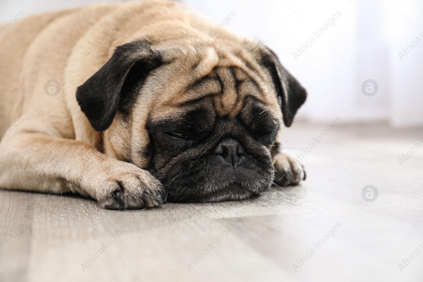 Photo of Happy cute pug dog on floor indoors. Space for text