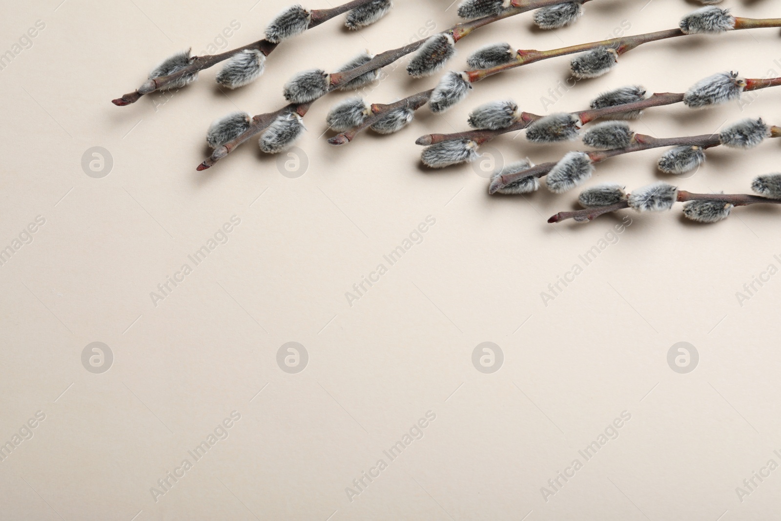 Photo of Beautiful pussy willow branches on beige background, flat lay. Space for text