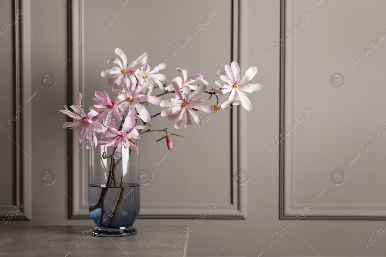 Photo of Magnolia tree branches with beautiful flowers in glass vase on table against grey background, space for text