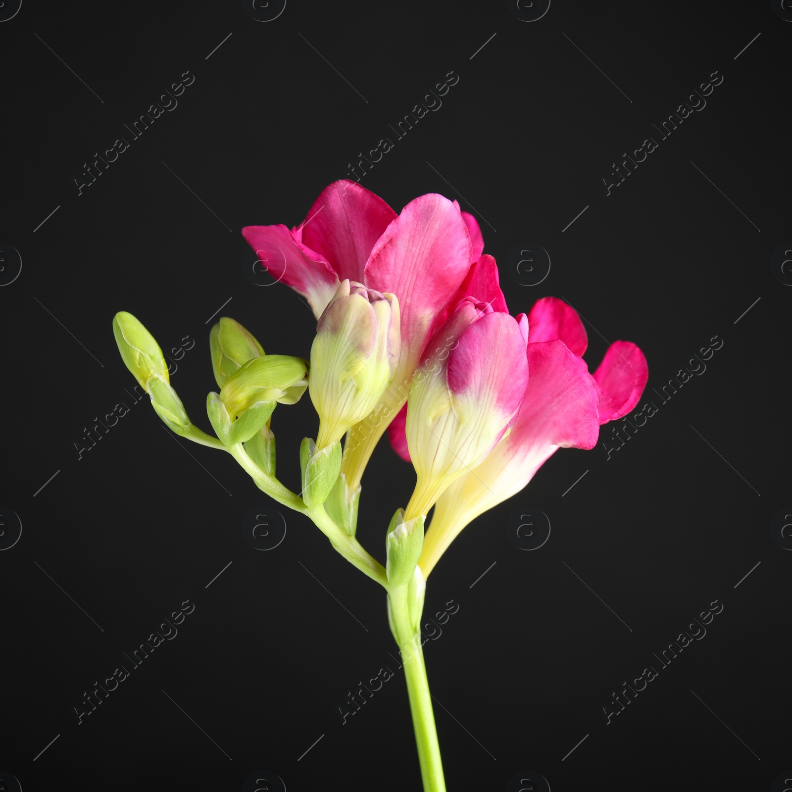 Photo of Beautiful bright freesia flower on dark background