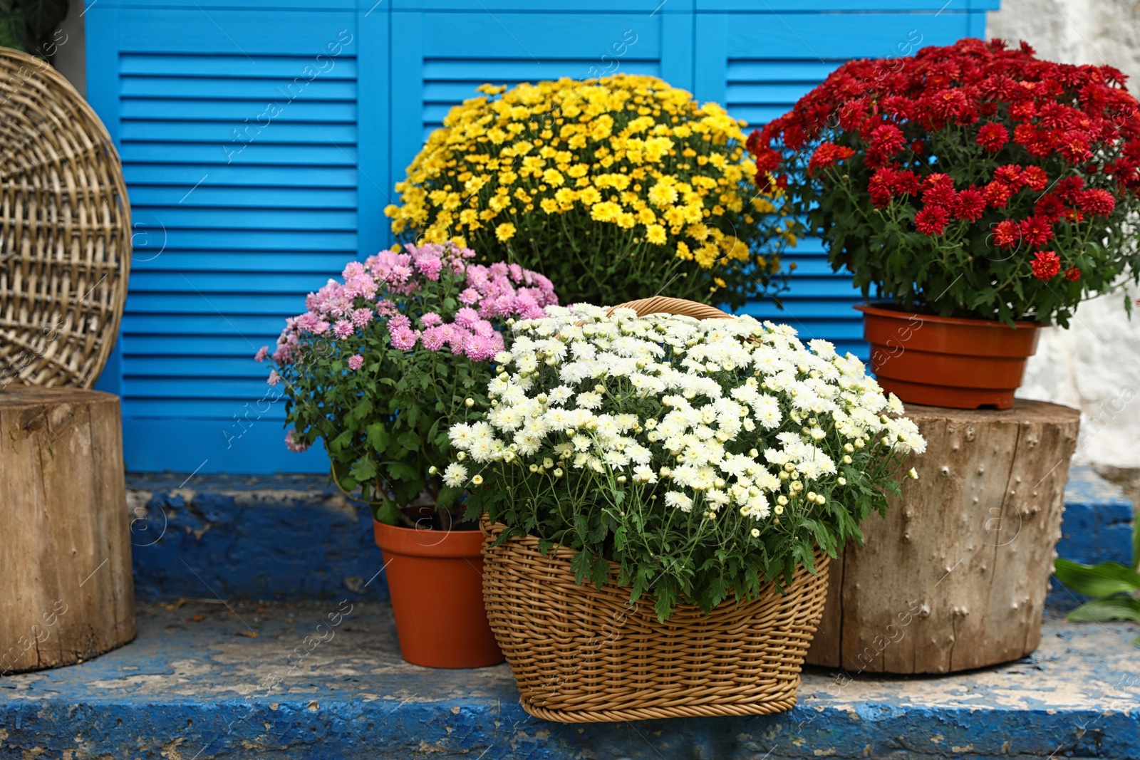 Photo of Beautiful fresh chrysanthemum flowers on stairs near blue shutters outdoors