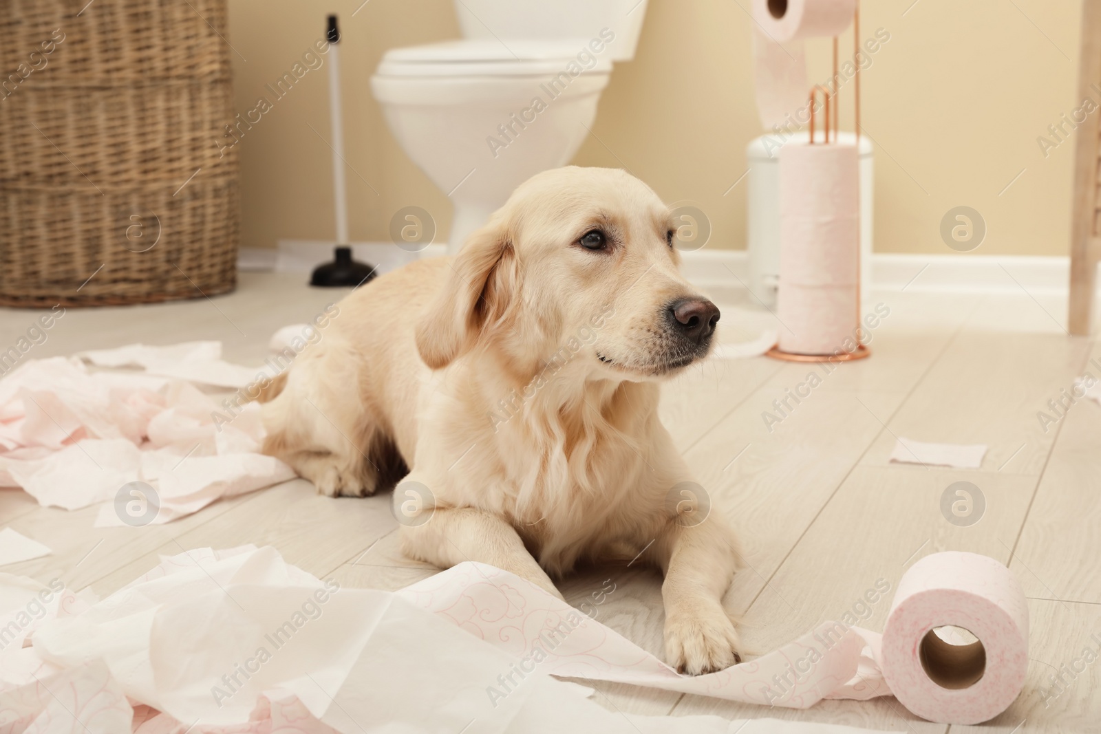 Photo of Cute dog playing with toilet paper in bathroom at home