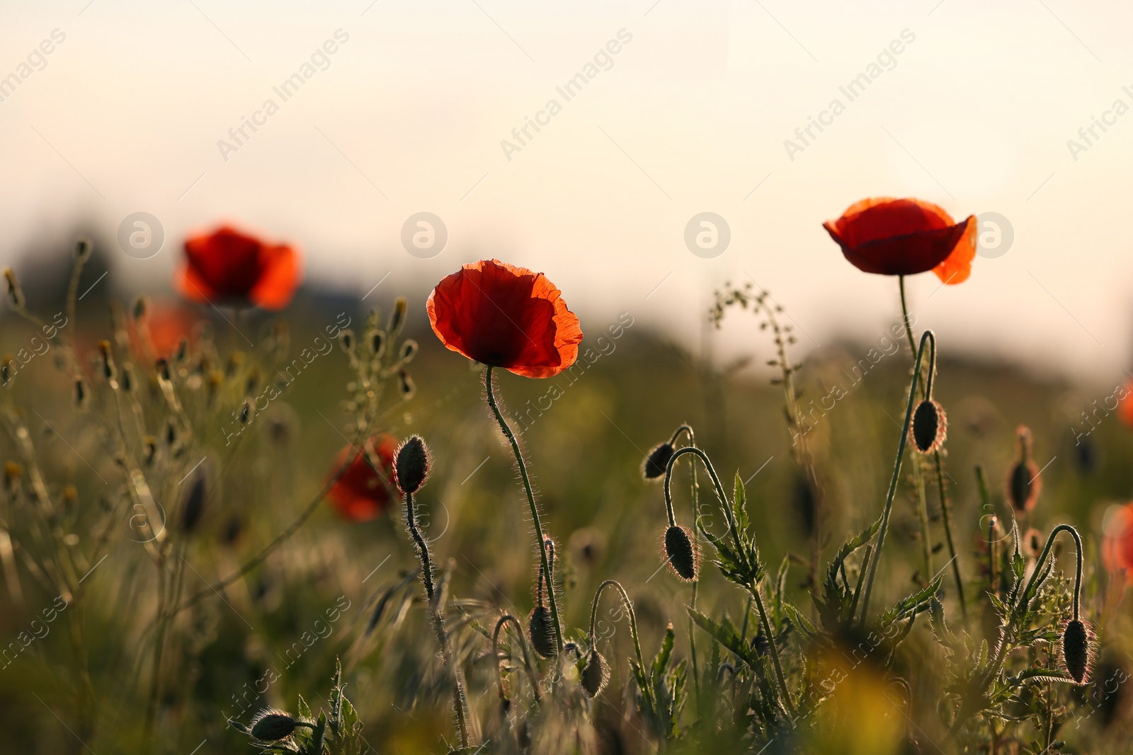 Photo of Beautiful blooming red poppy flowers in field at sunset