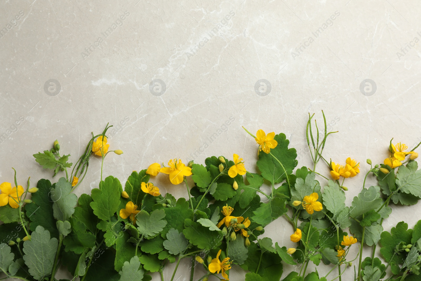 Photo of Celandine with beautiful yellow flowers on grey table, flat lay. Space for text