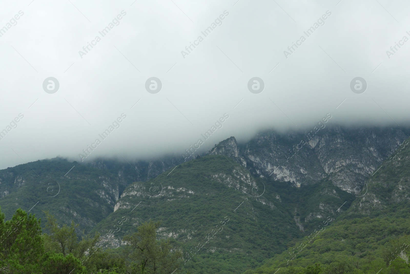 Photo of Picturesque view of big mountains and trees under foggy sky