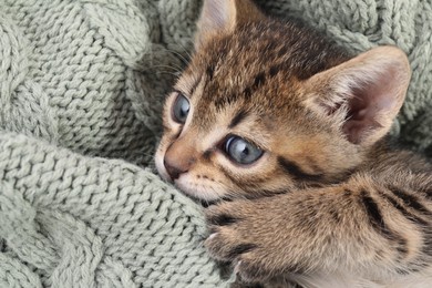 Cute fluffy kitten on blanket. Baby animal