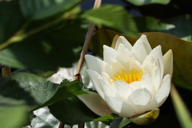 Beautiful white lotus flower and leaves in pond, closeup