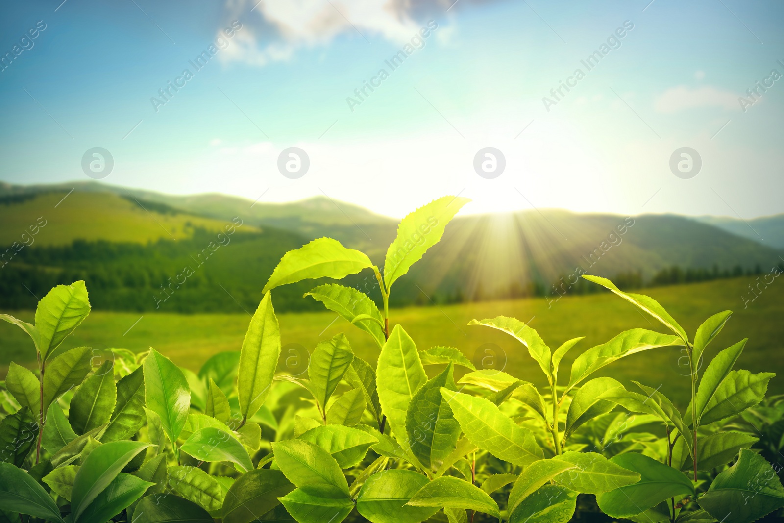 Image of Tea plantation. Plants with fresh green leaves, closeup