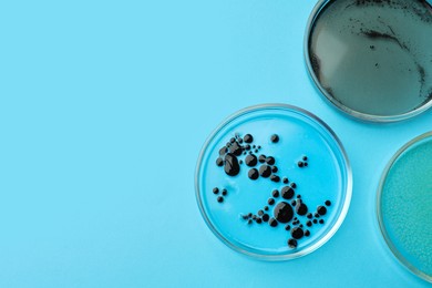 Photo of Petri dishes with different bacteria colonies on light blue background, flat lay. Space for text