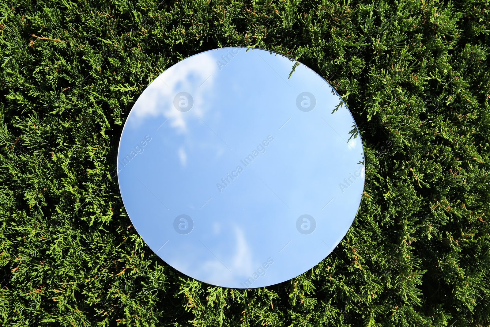 Photo of Round mirror on juniper shrub reflecting beautiful sky, top view