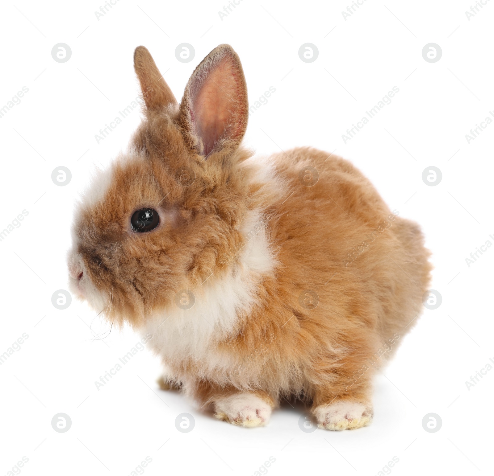 Photo of Cute fluffy pet rabbit isolated on white