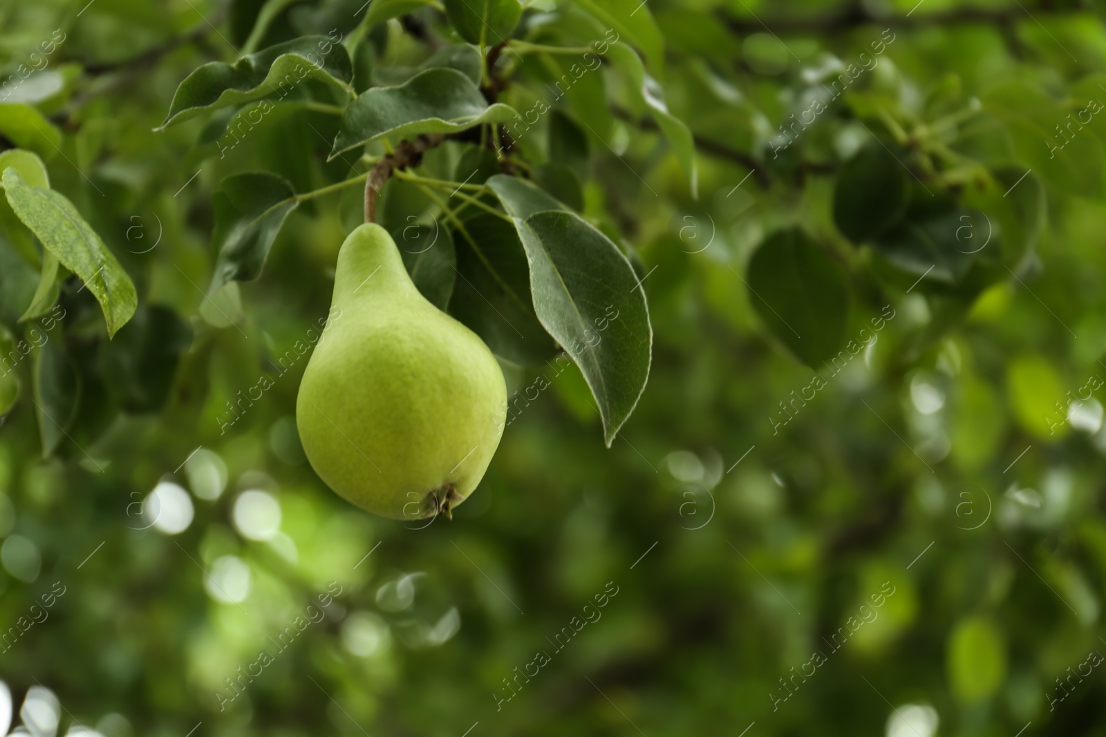 Photo of Ripe pear on tree branch in garden