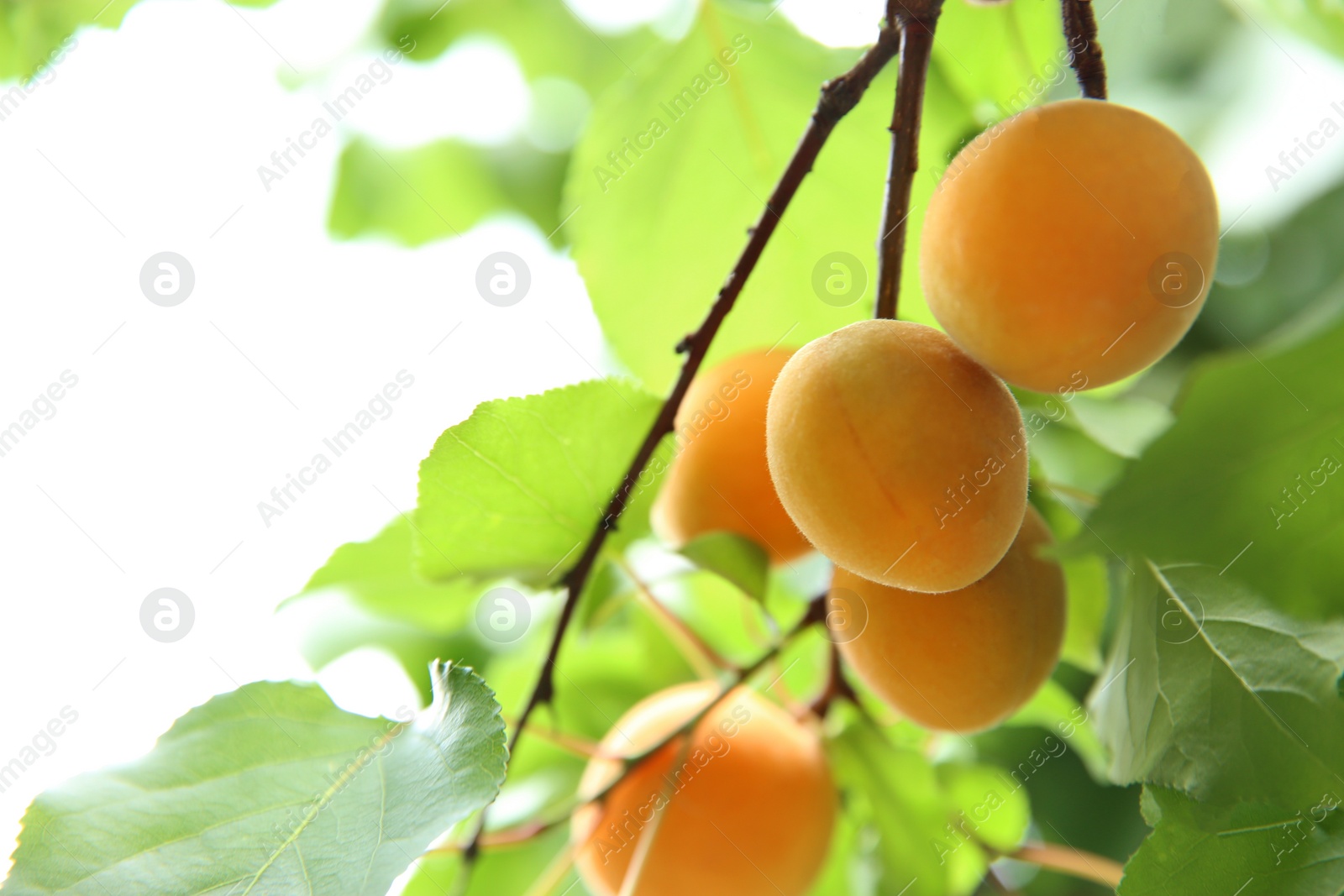 Photo of Delicious ripe apricots on tree outdoors, closeup. Space for text