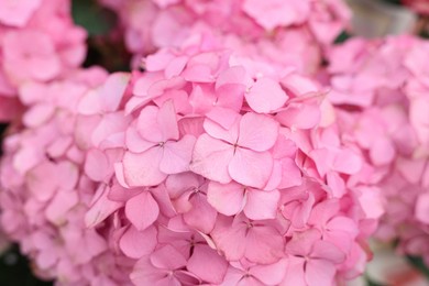 Photo of Beautiful hydrangea plant with pink flowers as background, closeup
