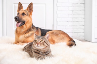 Photo of Adorable cat and dog resting together on fuzzy rug indoors. Animal friendship