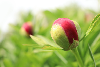 Photo of Beautiful red peony bud outdoors on spring day, closeup