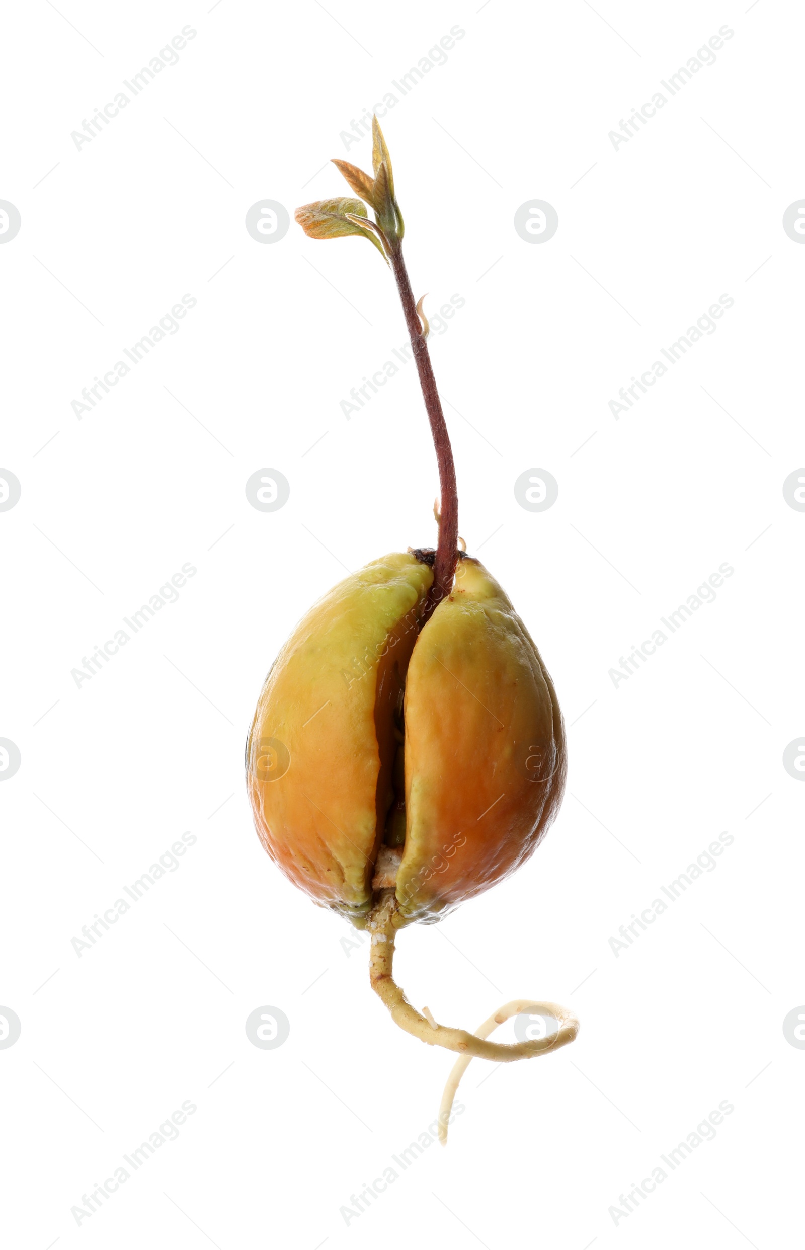 Photo of Avocado pit with sprout and root on white background