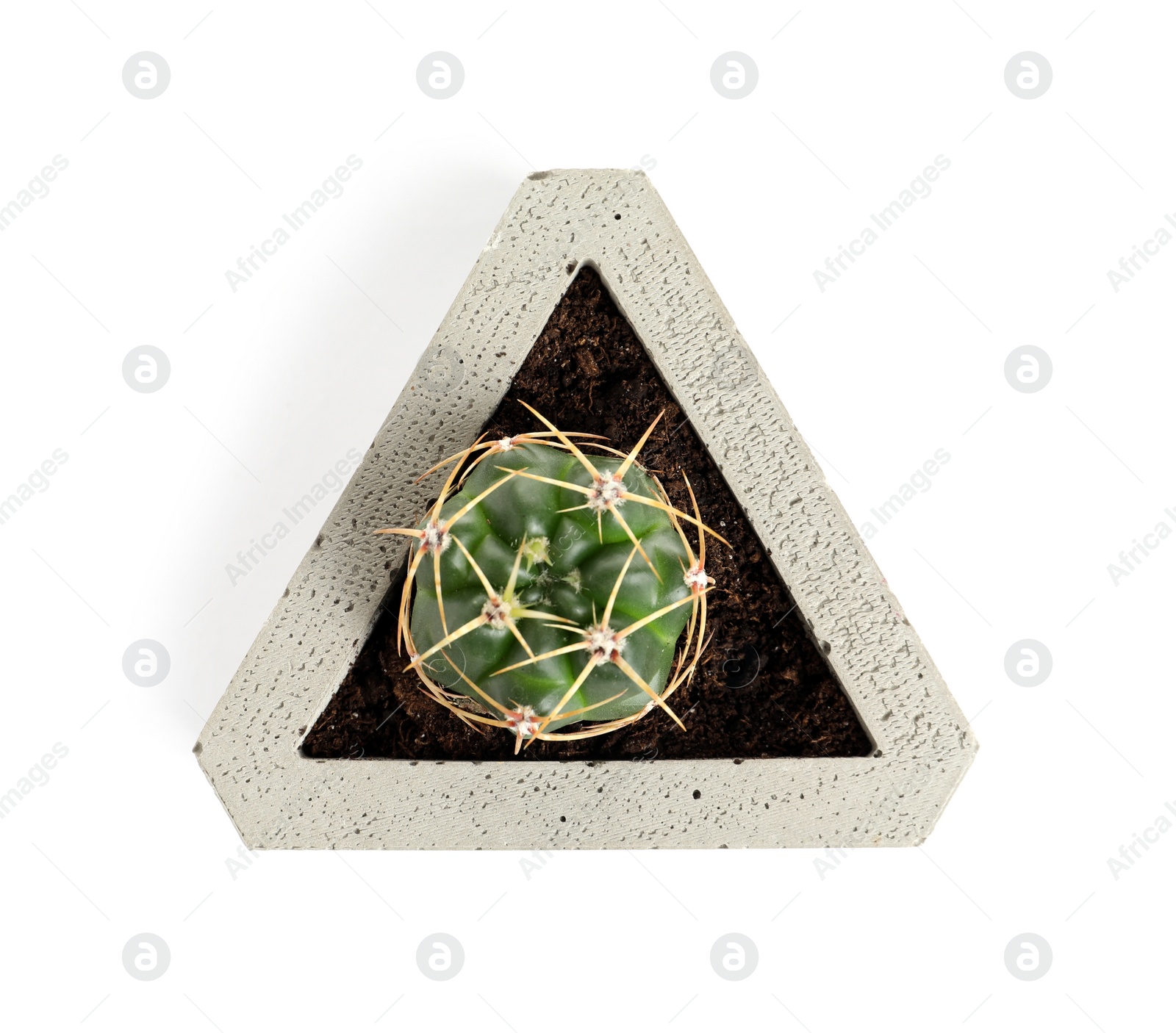 Photo of Beautiful succulent plant in stylish flowerpot isolated on white, top view. Home decor