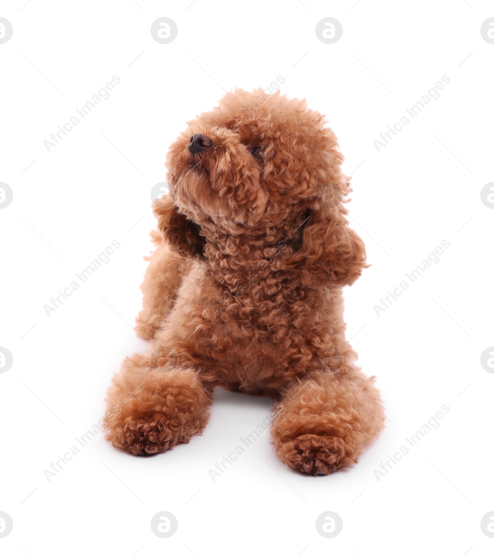 Photo of Cute Maltipoo dog on white background. Lovely pet