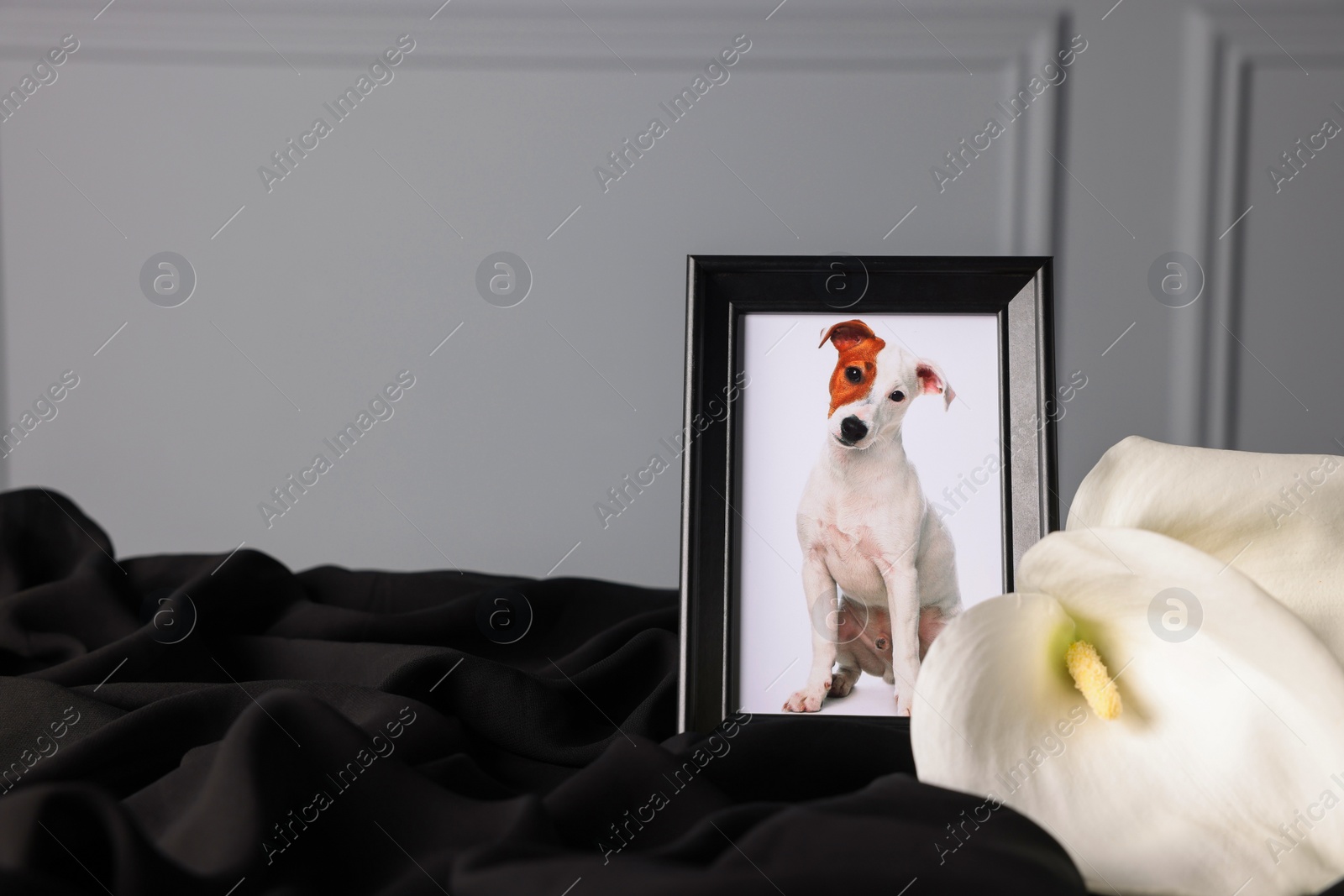 Photo of Pet funeral. Frame with picture of dog and calla flowers on black cloth, closeup. Space for text