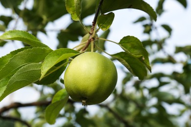 Photo of Green apple and leaves on tree branch in garden, closeup