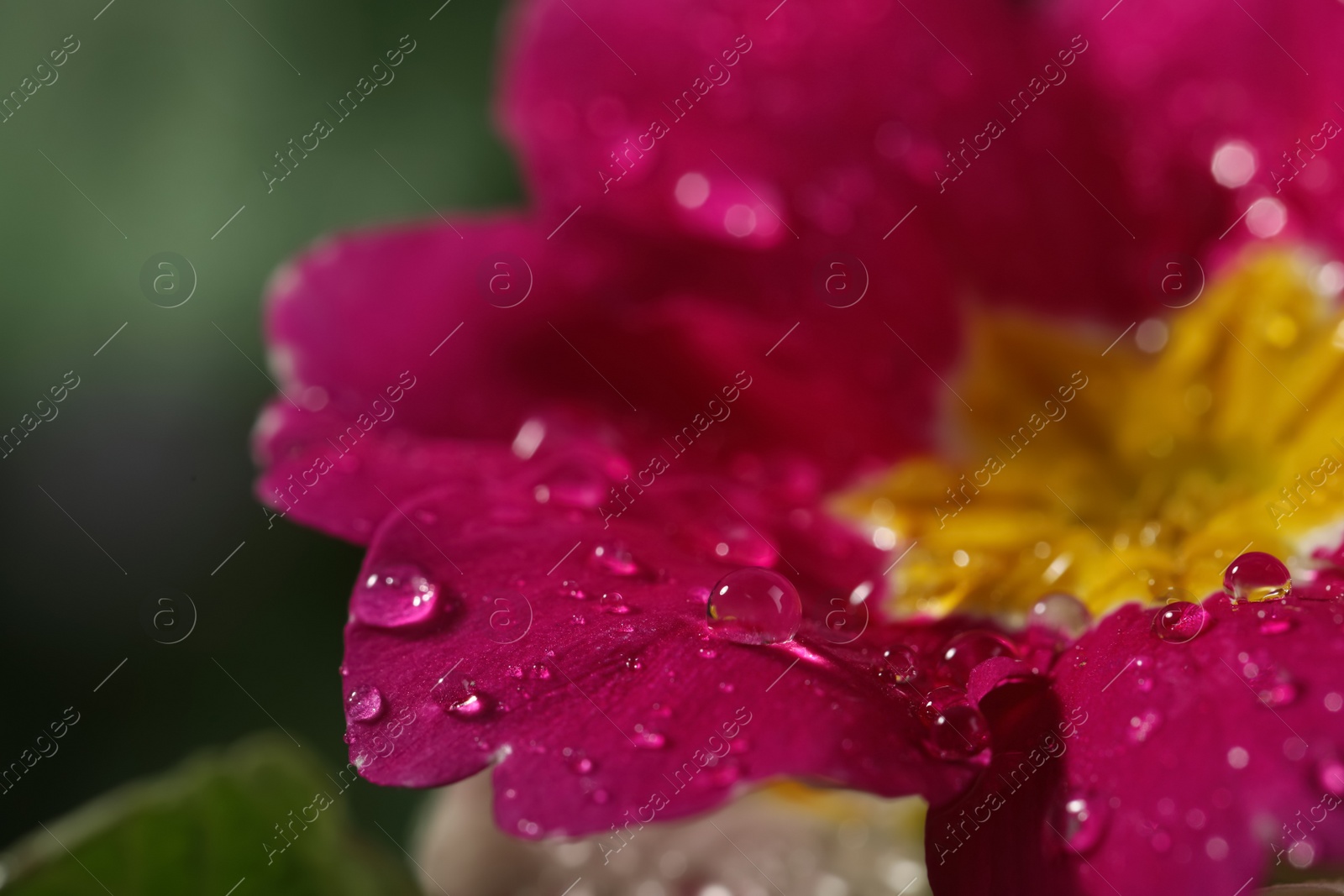 Photo of Closeup view of beautiful blooming flower with dew drops