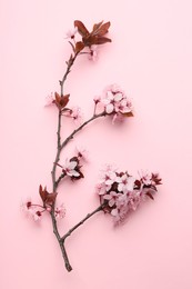 Photo of Spring tree branch with beautiful blossoms on pink background, top view