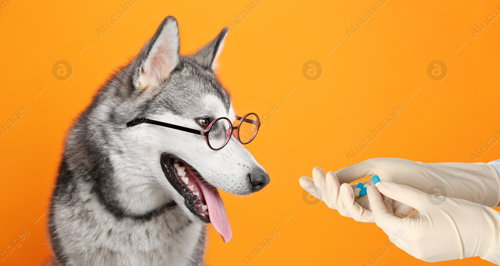 Image of Deworming. Veterinarian with anthelmintic drug and cute Alaskan Malamute dog on orange background, closeup