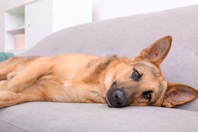 Photo of Adorable German shepherd dog resting on sofa indoors