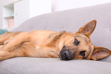 Adorable German shepherd dog resting on sofa indoors