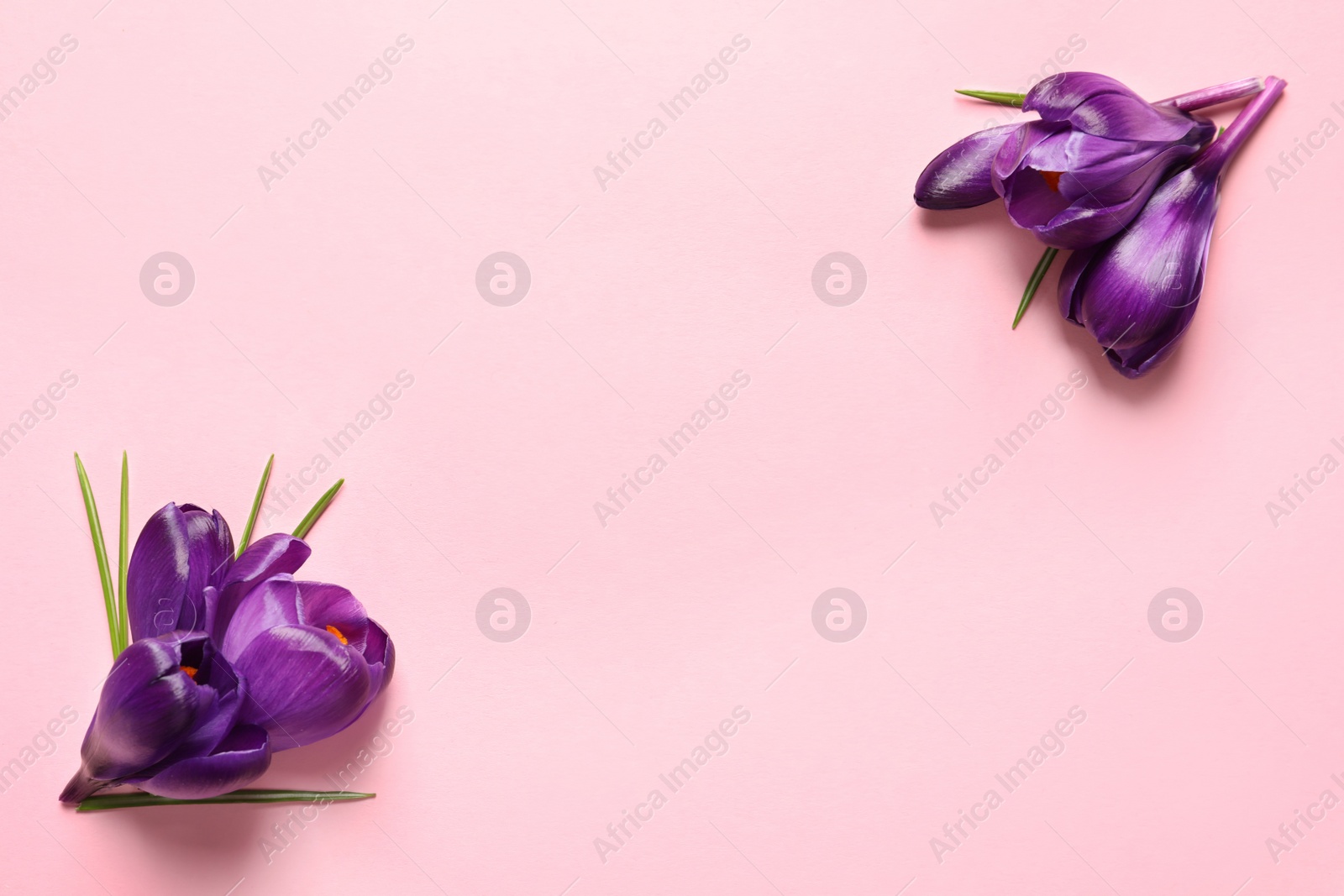 Photo of Beautiful spring crocus flowers on color background, flat lay. Space for text