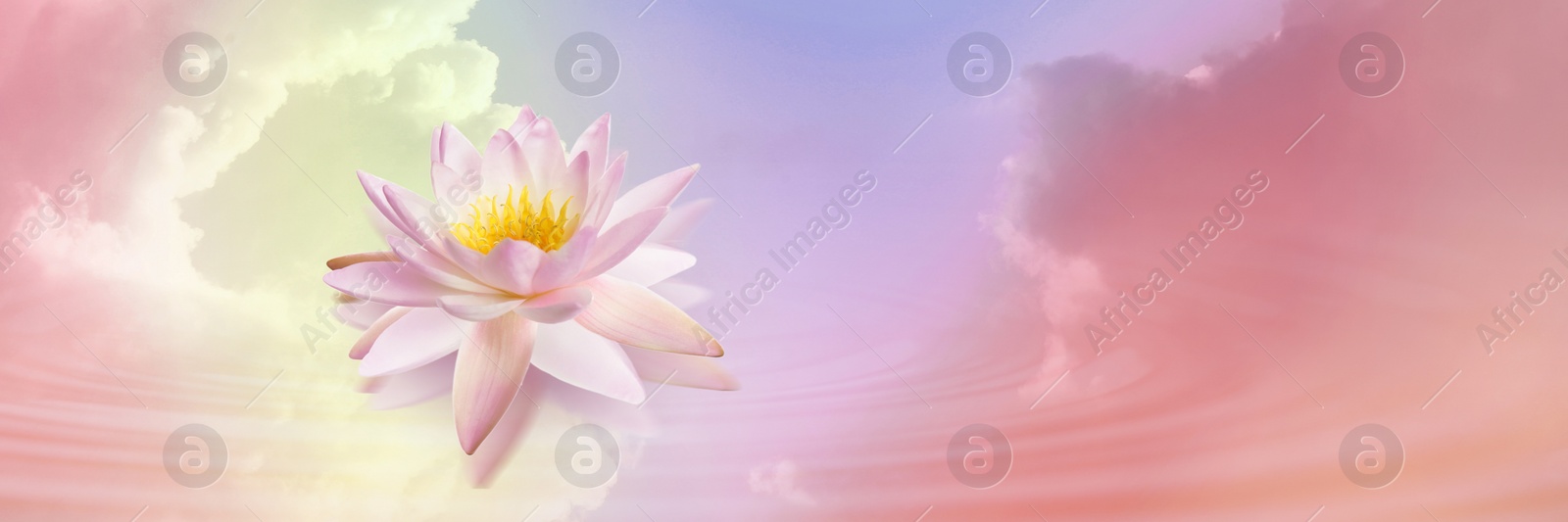 Image of Floating beautiful lotus and reflection of sky with fluffy clouds on water, toned in pastel rainbow colors. Symbolic flower in Buddhism