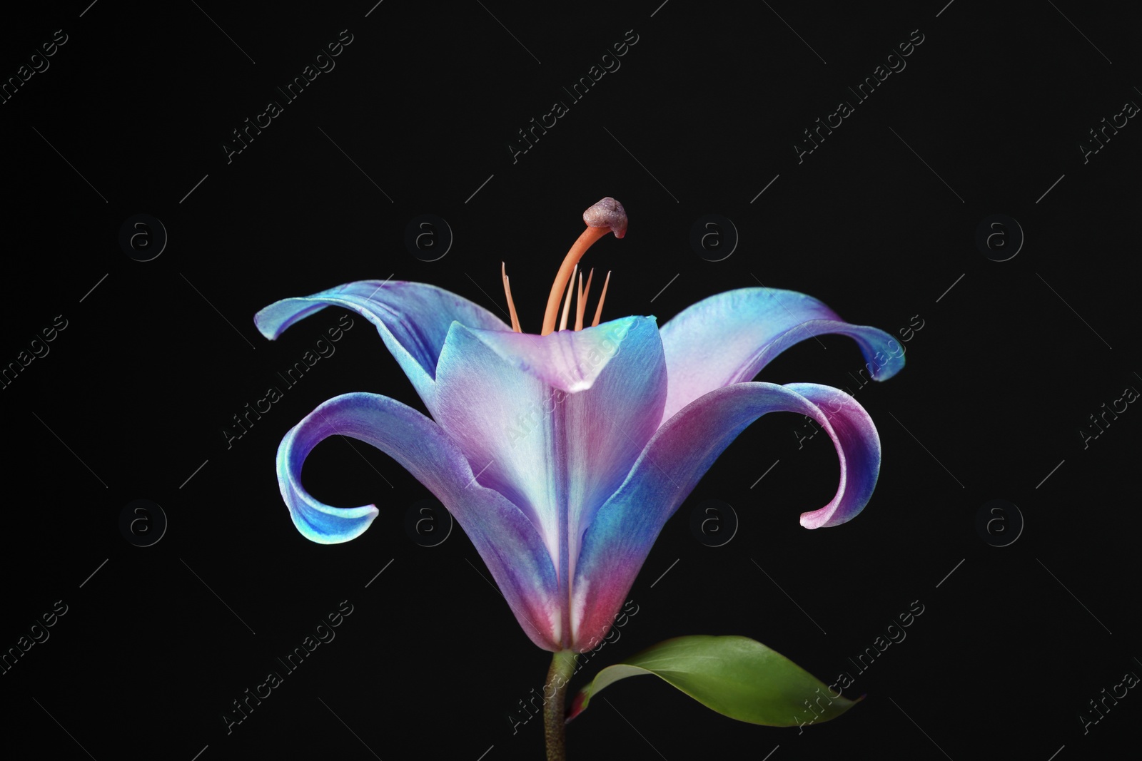 Image of Amazing lily flower in blue and pink colors on black background