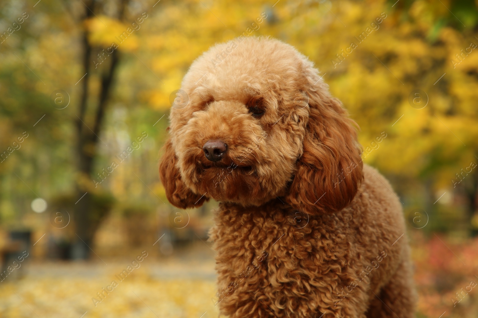 Photo of Cute dog in autumn park, closeup view