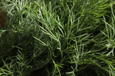 Photo of Fresh green dill as background, closeup view