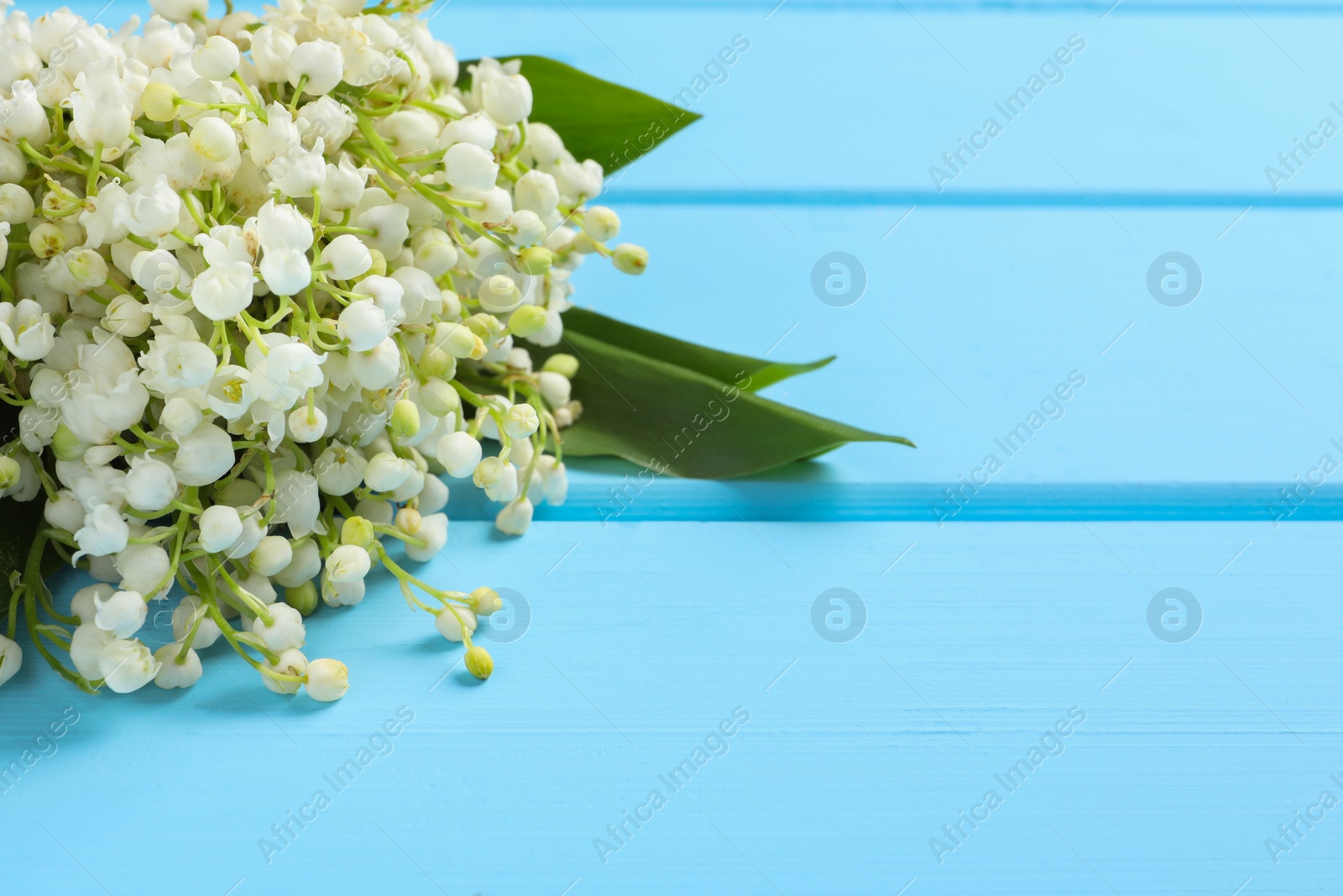 Photo of Beautiful lily of the valley bouquet on light blue wooden table, closeup. Space for text