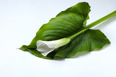 Photo of Beautiful calla lily flower and leaf on white background