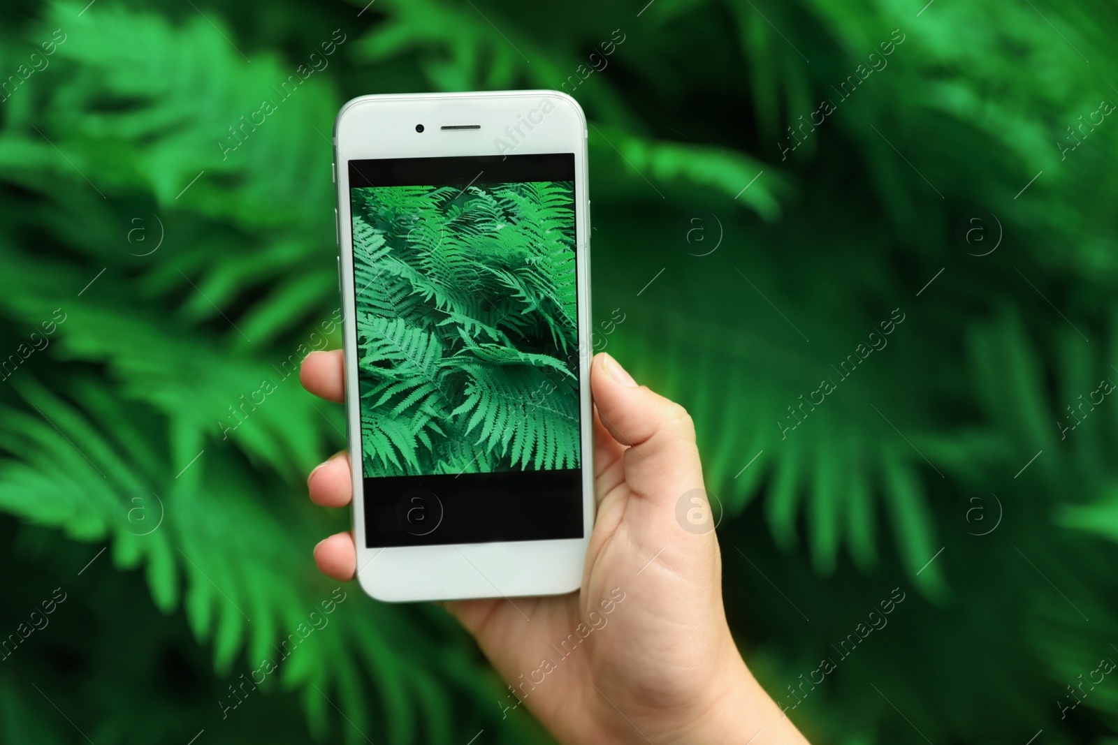 Photo of Woman taking photo of beautiful green tropical leaves in botanical garden, closeup